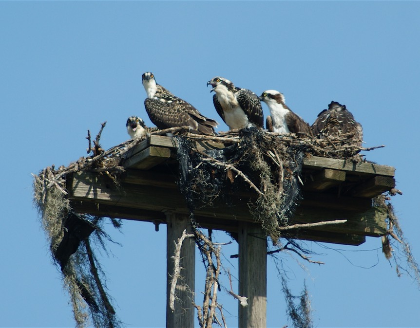 11x14 Osprey Family