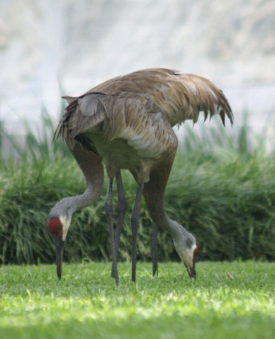 1Sand Cranes