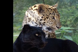 2 Leopards
