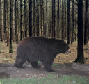 Ambear - American Black Bear
