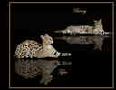 Benny and Tyler - Serval Cats