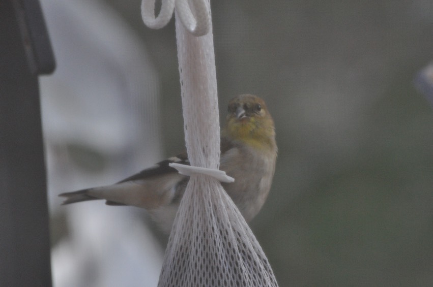 Bird Yellow Top - 1