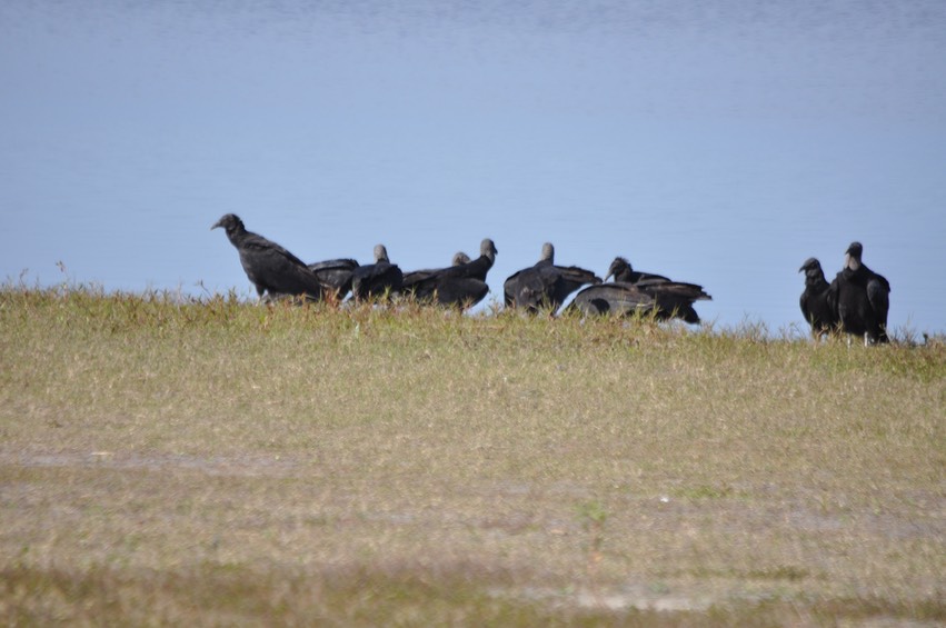 Black Vultures - 1