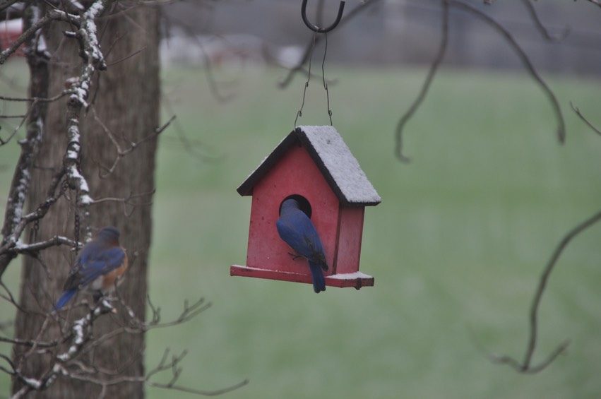 Bluebirds - 1