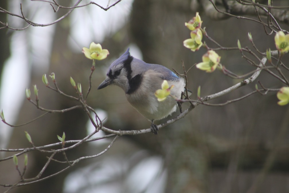 Bluejay - 1 (1)