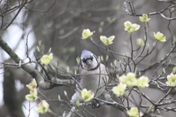 Bluejay - 1