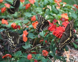 Butterflies composite