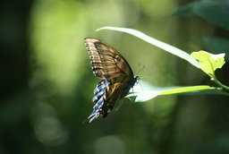 Butterfly in Little Manatee River State Park