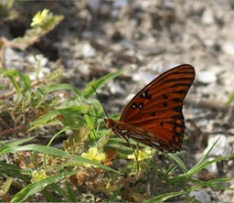 Butterfly - EG Simmonds Park