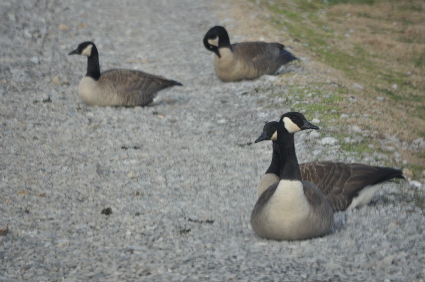 Canada Geese TN - 1