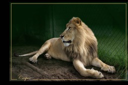 Casper - African Lion