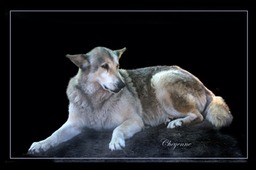 Cheyenne - Timber Wolf
