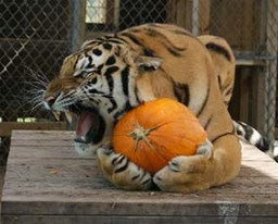 Chonda and pumpkin - Bengal Tiger