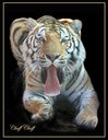 Chuff Chuff - Bengal Tiger