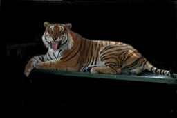 Baulba - Bengal Tiger