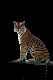 Baulba - Bengal Tiger