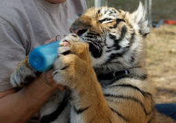 Lexi - "Baby" Bengal Tiger