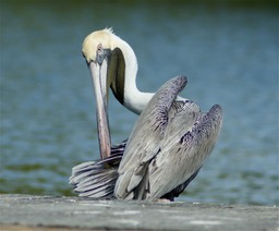 Pelican grooming