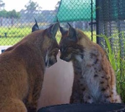 Ginger and Boris - Spanish Lynx and Canadian Lynx