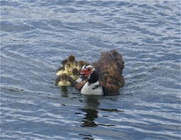 Muscovy duck and chicks