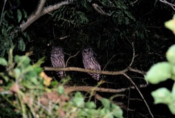 Owls in my tree