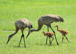 Sand Cranes and chicks