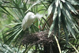 Egret with chicks