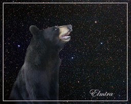Elmira - American Black Bear