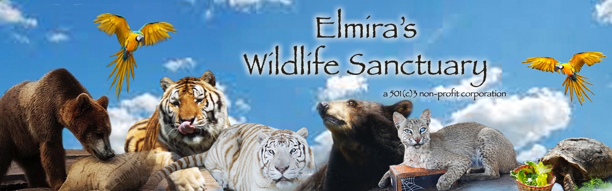 Elmiras banner 0121A