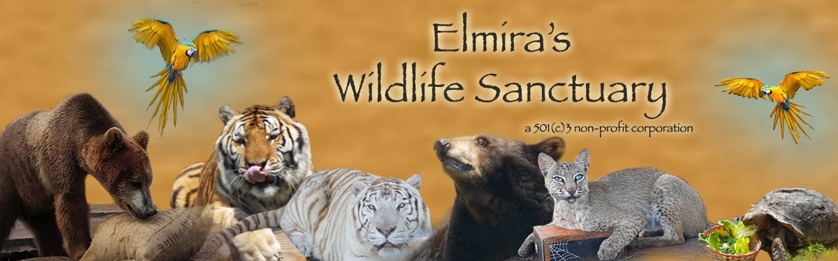 Elmiras banner 4B