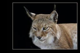 Freddie - Lynx