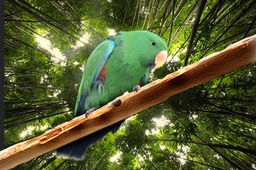 Guy - Eclectus Parrot
