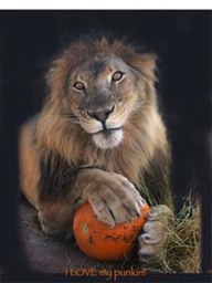 Casper with his pumpkin - African Lionl