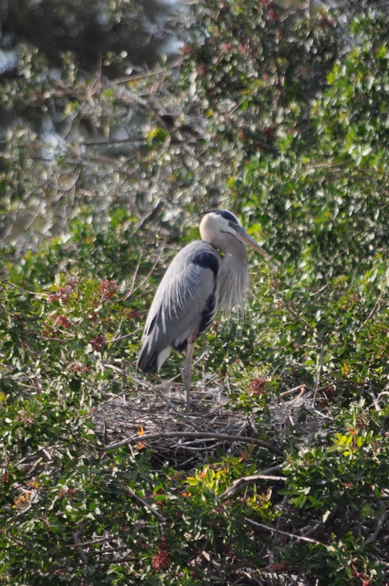 Heron - 1 (6)