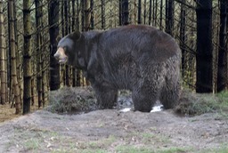 Janni - American Black Bear