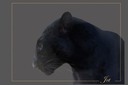 Jet - African Black Leopard (rare)