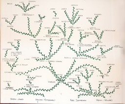 Jones Family Tree