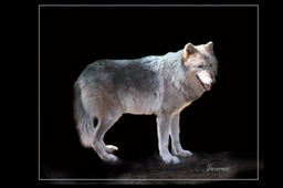 Juneau - Wolf Hybrid