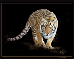 Kelly - Bengal Tiger