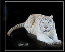 Little Al - White Tiger