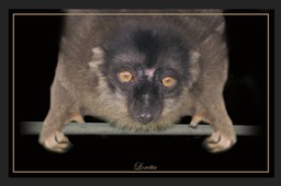 Loretta - Lemur