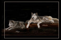 Maya and Shadow - Wolf Hybrids