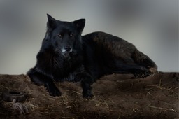 Misha - Wolf Hybrid