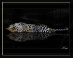 Monju - Amur Leopard