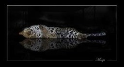 Monju - Amur Leopard