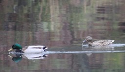 Northern Shoveler - 1