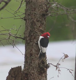 Red Headed Woodpecker