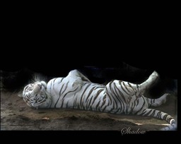 Shadow - White Tiger