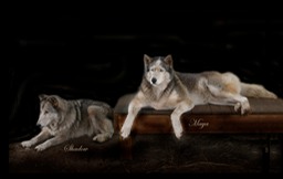Shadow and Maya - Wolf Hybrids