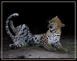 Silly Leopard 8 x 10